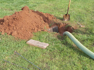 Which Trees Could You Plant Near a Septic Tank?
