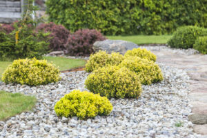 Is Shrub Trimming Possible in the Summer? 
