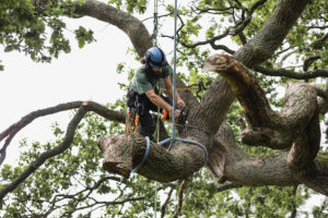 Sudden Branch Drop Syndrome Explained 
