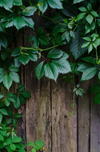 Reasons to Remove Ivy from Your Property’s Trees