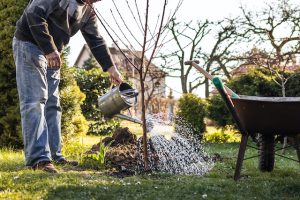 Taking Care of Your Property’s Newly Planted Trees