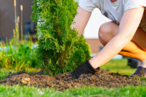 The Various Environmental Benefits of Appropriate Tree Care 
