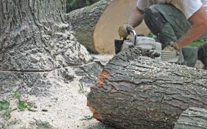 Comparing Times of Year for Tree Removal 
