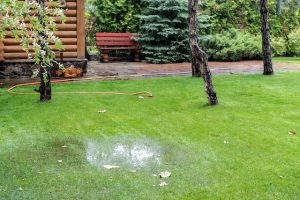 How Heavy Flooding and Rain Could Damage Your Trees and Their Roots