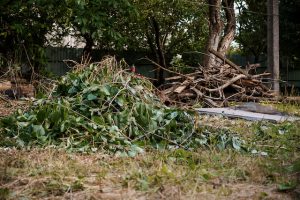 Which Trees Fall Over in Maryland?