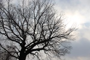 Winter Tree Care Tips to Protect Them from the Cold