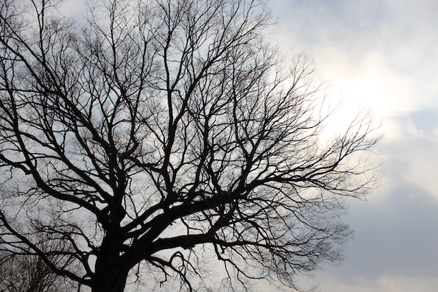 Winter Tree Care Tips to Protect Them from the Cold - Harford Tree