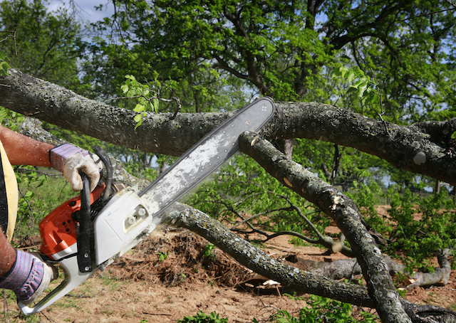 How Removing Damaged Limbs Could Help Save Your Trees 
