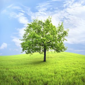 A Winter Care Checklist for Maryland Trees 
