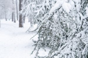 Smart Ways to Protect Your Trees from Heavy Snowfall
