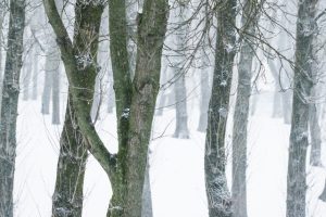 Is Winter Root Damage Possible Without Snow?
