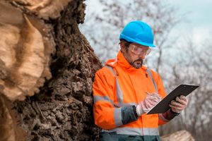 Why is a Permit Needed for Tree Removal Services?
