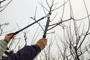 The Top Benefits of Tree Pruning During Winter