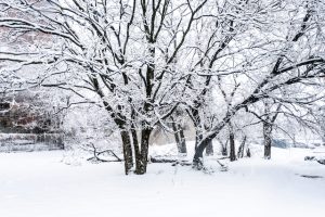 The Best Ways to Care for Your Trees in the Cold Winter Months
