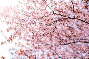 Preparing Your Property’s Trees for Spring Growth