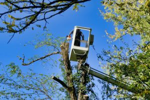Helpful Tips for Tree Removal and Storm Damage Tree Care
