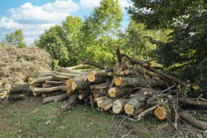 Important Questions to Ask Your Tree Removal Company Before Hiring
