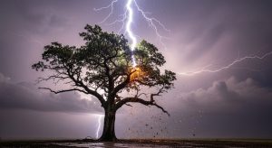 Why Storm Preparation is Important for Your Property's Trees 
