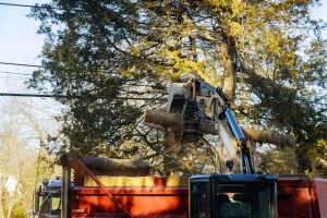 Why Safe Tree Removal Services Are Important for Maryland Properties
