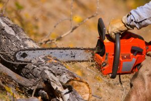When Is the Time to Trim Trees in Maryland?