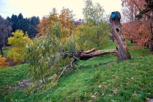 How to Tell If Your Tree is a Potential Hazard for Summer
