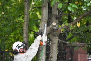 How to Tell if a Tree Requires Pruning or Removal