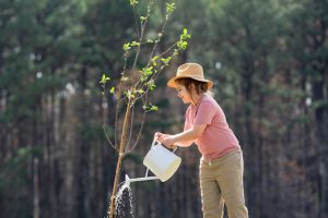 How Much Water Is Needed for Your Trees Each Week?
