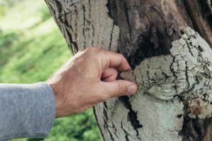 Common Tree Diseases and Pests in Maryland
