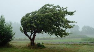How to Care for Your Trees Before and After a Summer Storm