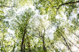 Clear Signs That Your Maryland Trees Must Be Removed from Your Property