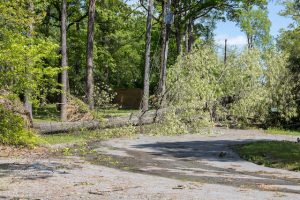 How to Tell If You Need a Tree Inspection Before Hurricanes Arrive 
