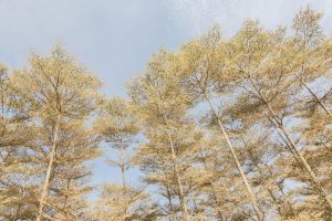 Why a Few Trees Recover from Drought and Others Do Not