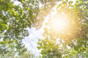 How Drought and Heat Can Stress Your Property's Trees